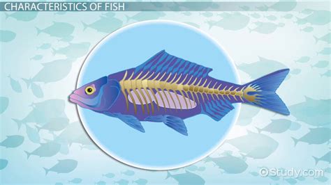 study of fish|Fish Meaning, Characteristics & Muscular System .
